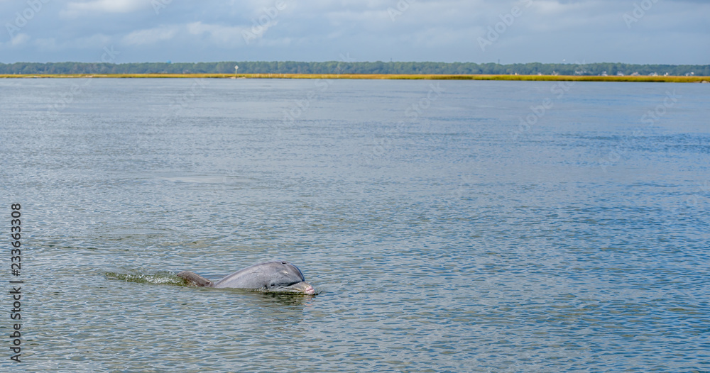Φωτογραφία Wild Atlantic Bottlenose Dolphin Tursiops Truncatus Sticking His Head Out of the