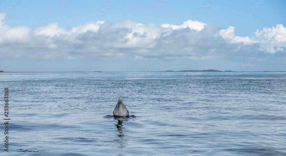 Fototapeta premium Wild Atlantic Bottlenose Dolphin Tursiops Truncatus Sticking His Head Out of the Water Looking at the Camera in the Intercoastal Waterway in Savannah Georgia