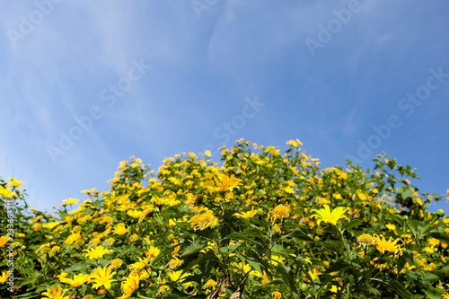 Bush of wild sunflower bloom in yellow, colorful scene in Da Lat, Vietnam