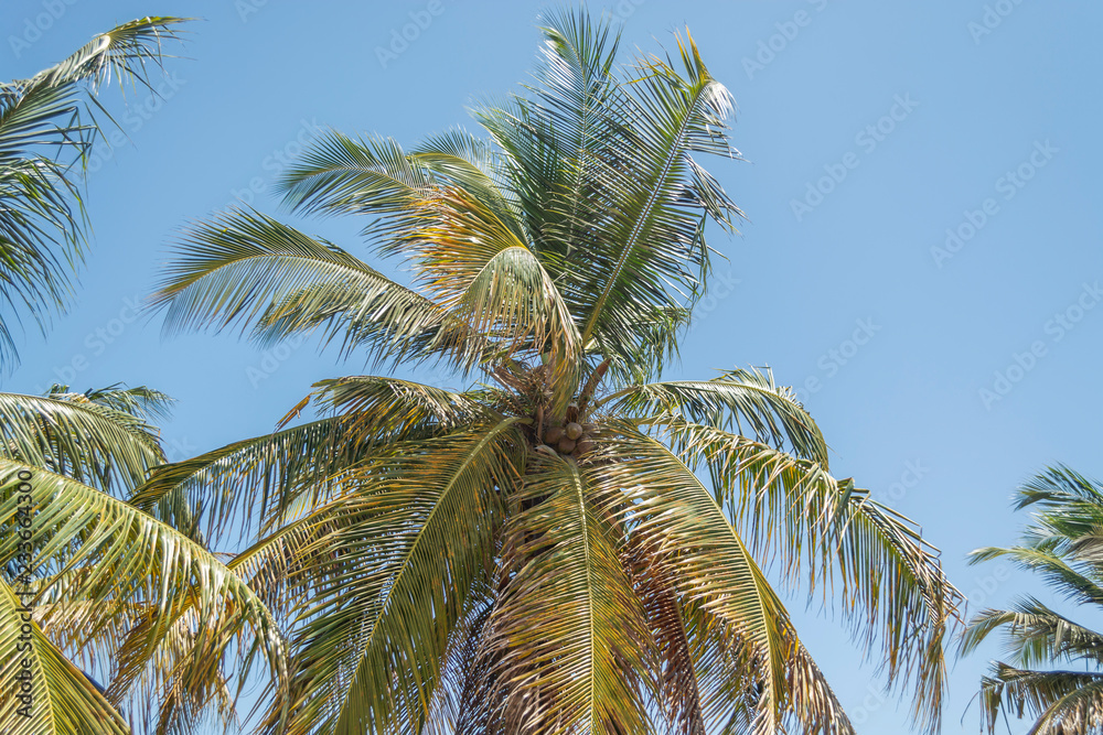 Detailed view of palm trees on the island of Mussulo, Luanda, Angola Detailed view of palm trees on the island of Mussulo, Luanda, Angola