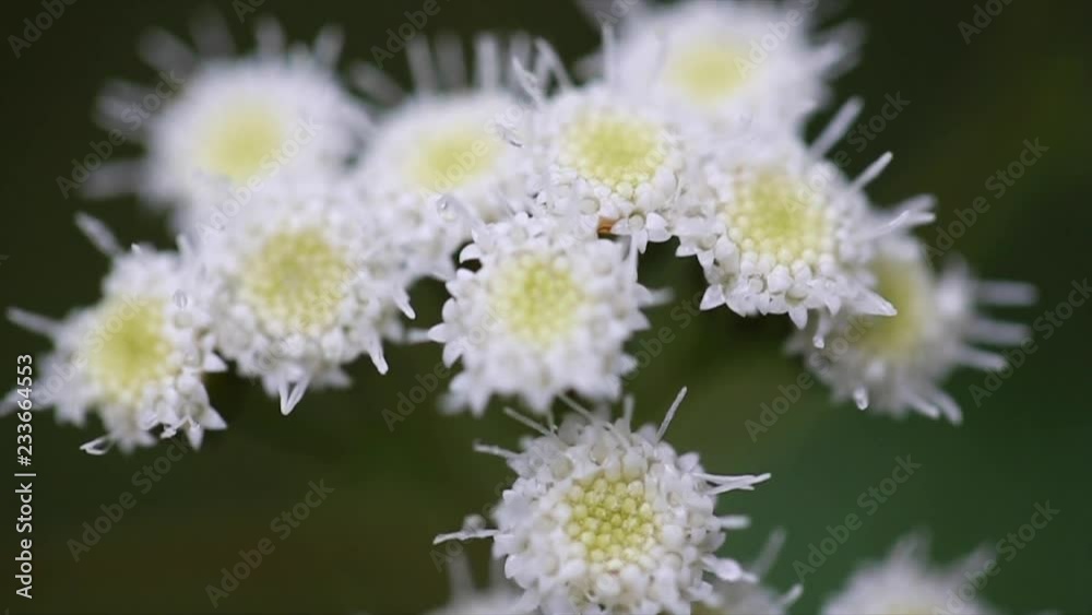 Macro White Flowers Macro White Flowers
