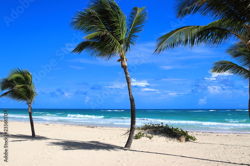 View of lonely palm trees and white sand beach in Punta Cana  Dominican Republic.