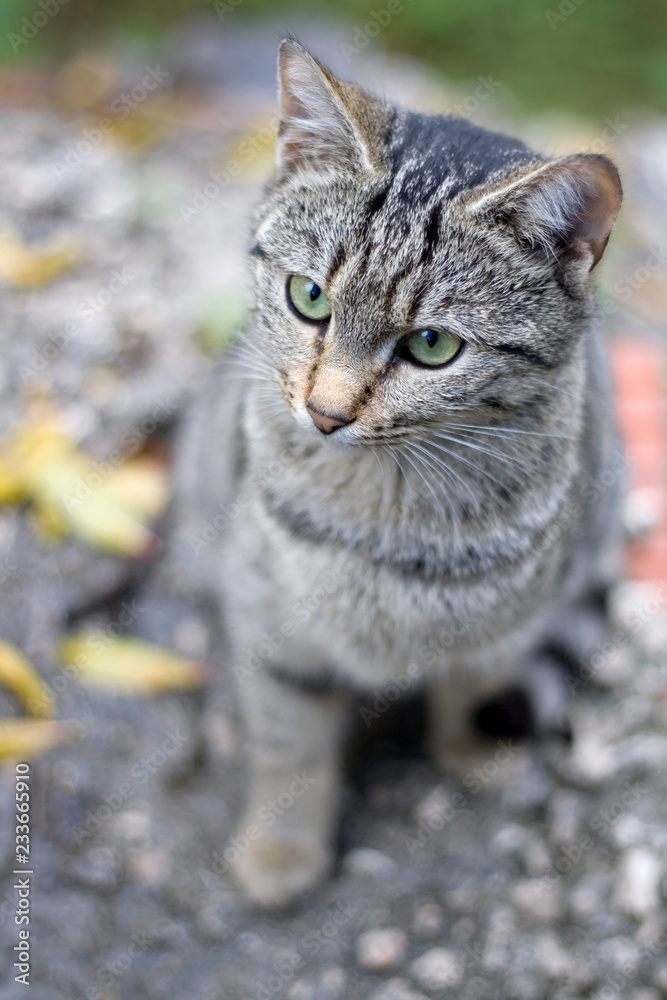 Obraz premium Young brown tabby cat sitting in the garden, curiously looking aroung. Seleective focus.