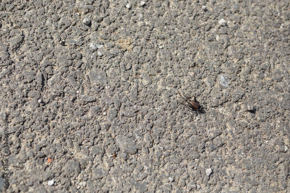 grasshopper grasshopper