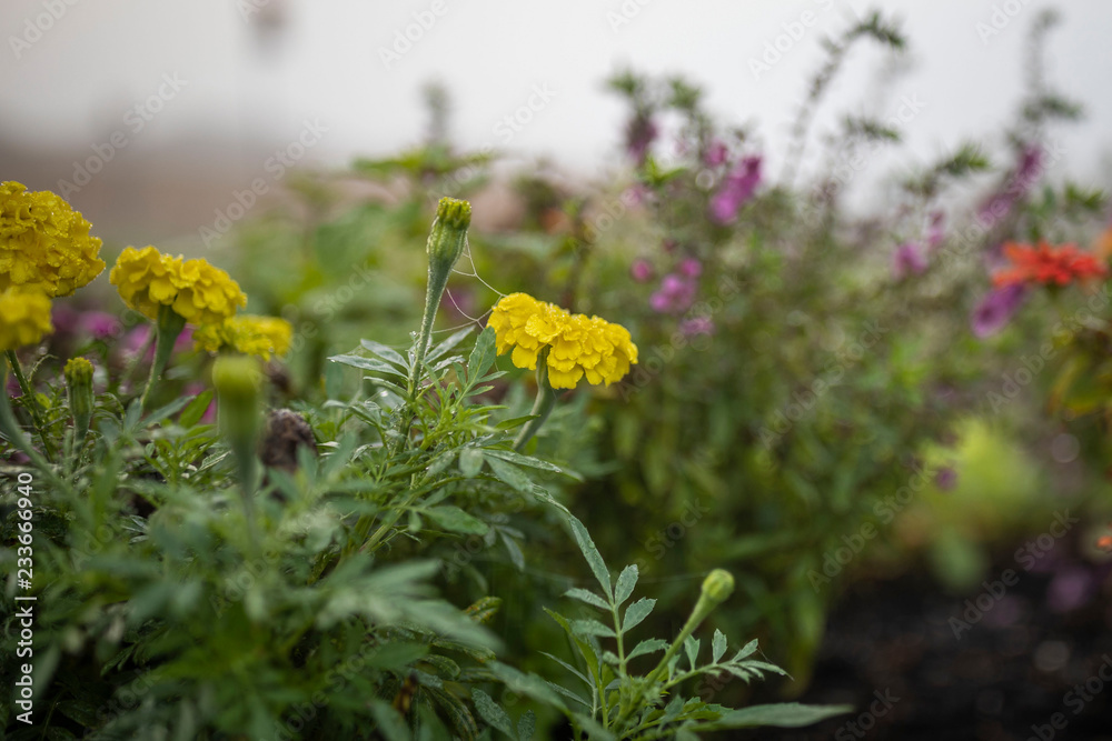 Obraz premium yellow flower in the garden