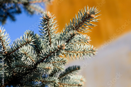 Pine tree branch. Close-up, selective focus.