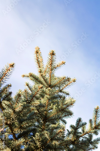 Pine tree branch. Close-up, selective focus.