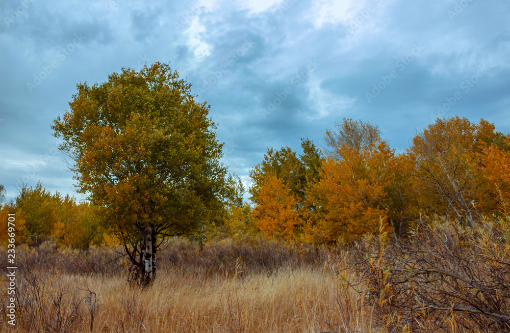 trees in autumn