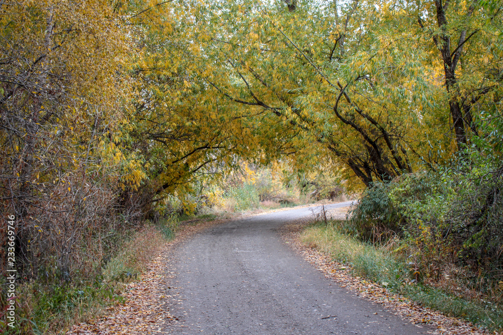 Obraz premium road in autumn