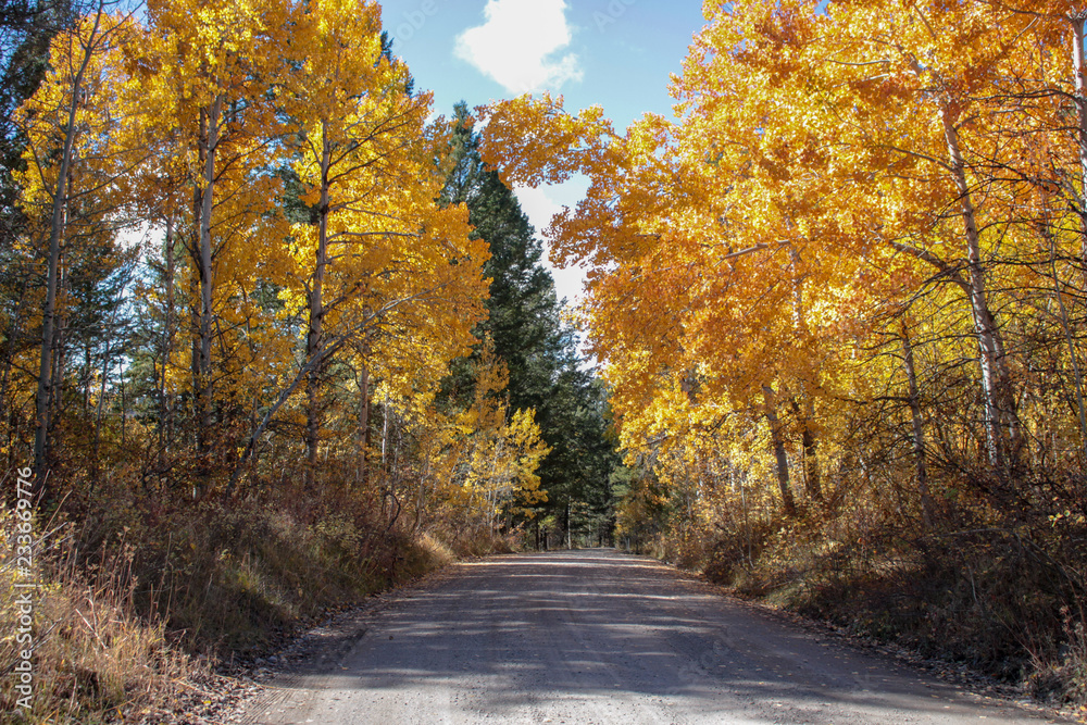 Obraz premium road in autumn