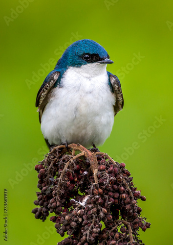 tree swallow,Tachycineta bicolor is a migratory bird of the family Hirundinidae. photo