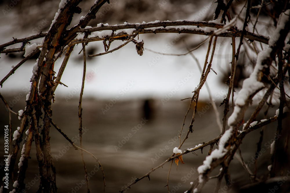 tree branches tree branches