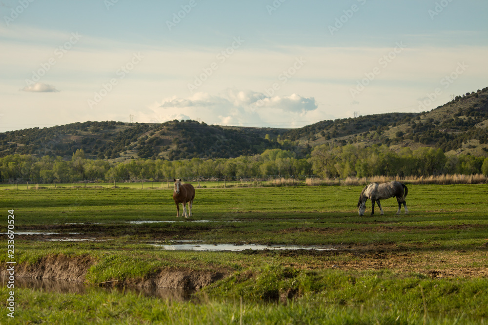 Horses mountain farm