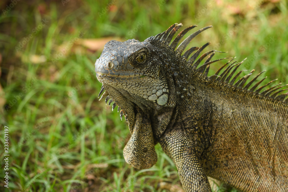Obraz premium green iguana