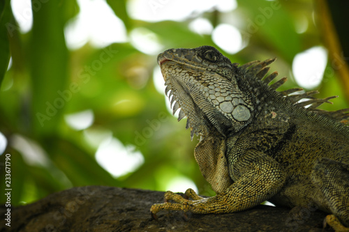green iguana © marcos