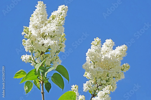 Photos zwei weiße flieder  dolden im blauen frühlingshimmel, makro