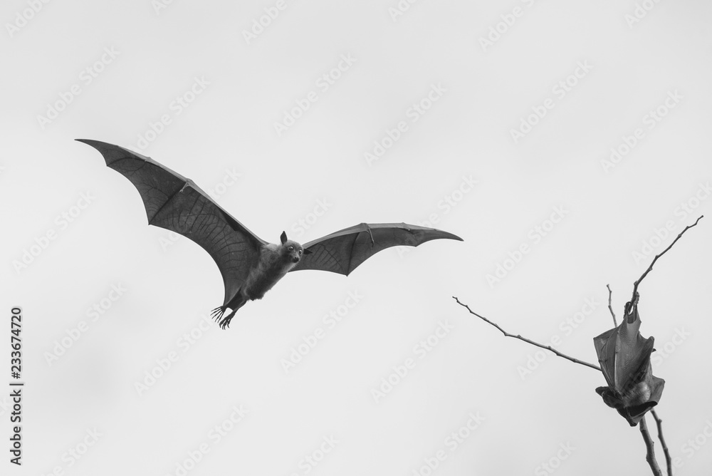 Obraz premium Flying bat isolated on white background