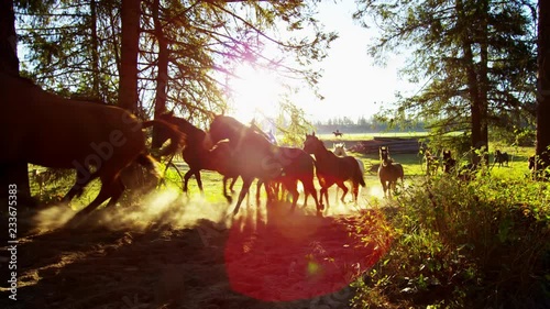 Running horses in Roundup on forest Cowboy Dude Ranch Canada photo