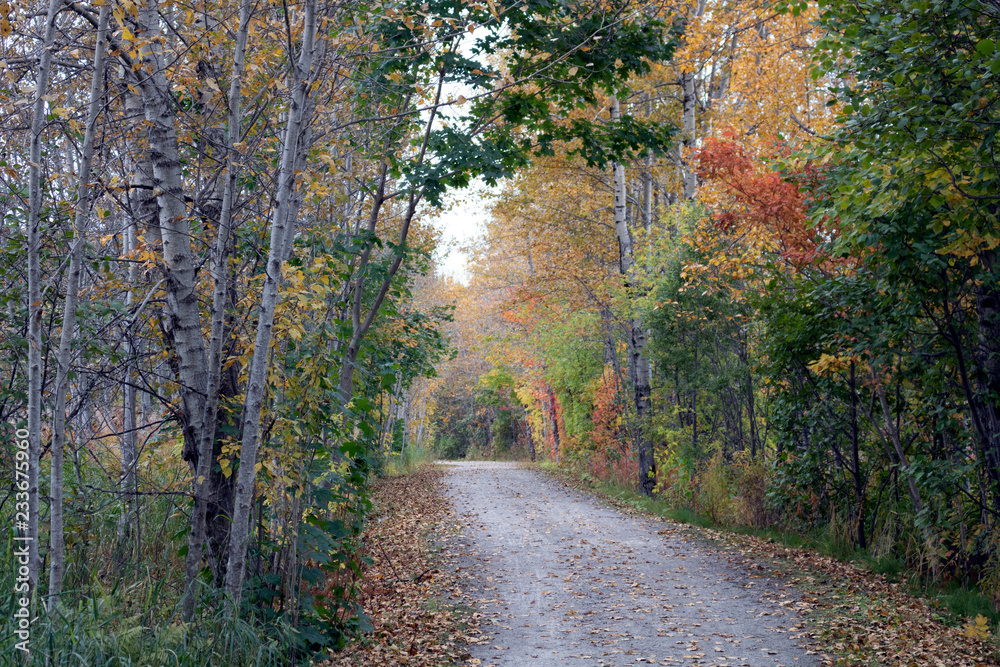 Fototapeta premium sentier d'automne haut en couleurs