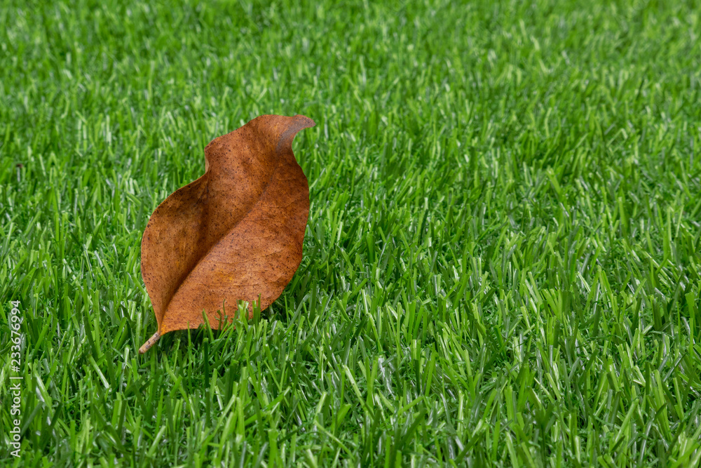 Fallen dry leaf on synthetic artificial turf in park in the morning Fallen dry leaf on synthetic artificial turf in park in the morning
