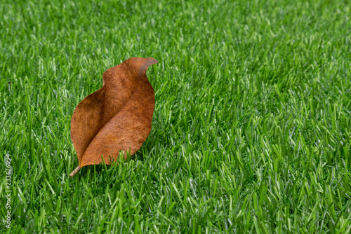 Fallen dry leaf on synthetic artificial turf in park in the morning © leaw197340