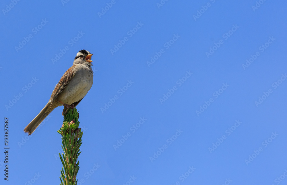 Fototapeta premium happy singing sparrow on left side
