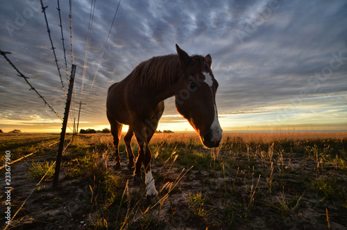 A Horse at Sunrise  11 © jim m