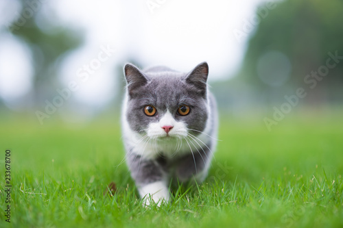 Fototapeta British short-haired cat playing on grass