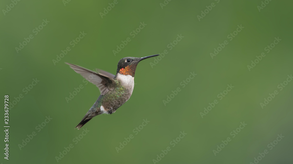 Obraz premium Mister Hummingbird