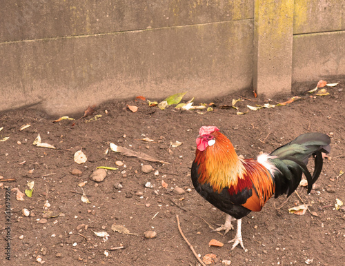 colorful rooster with beautiful feathers , standing in dirt with a concrete wall behind him.