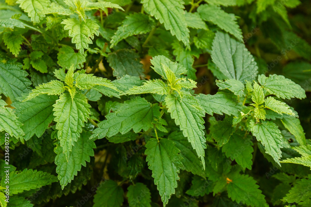 Background or texture of bush of stinging common nettle in the ground in soft-focus in the background. Background or texture of bush of stinging common nettle in the ground in soft-focus in the background.