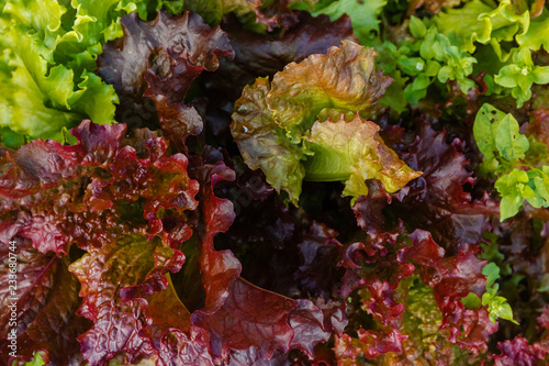 Seamless abstraction. Greenery texture background. Butter Lettuce. Green and red salad in soft-focus in the background.