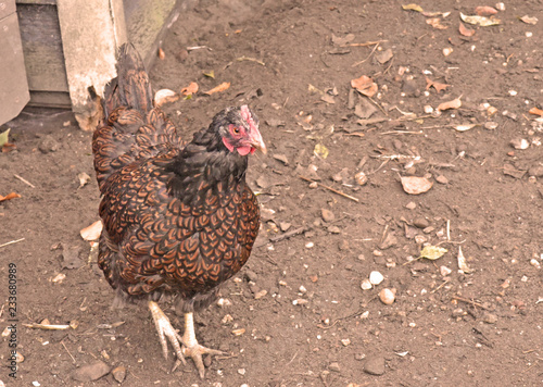 dark brown chicken breed walking in dirt with leafs surounding the animal. photo