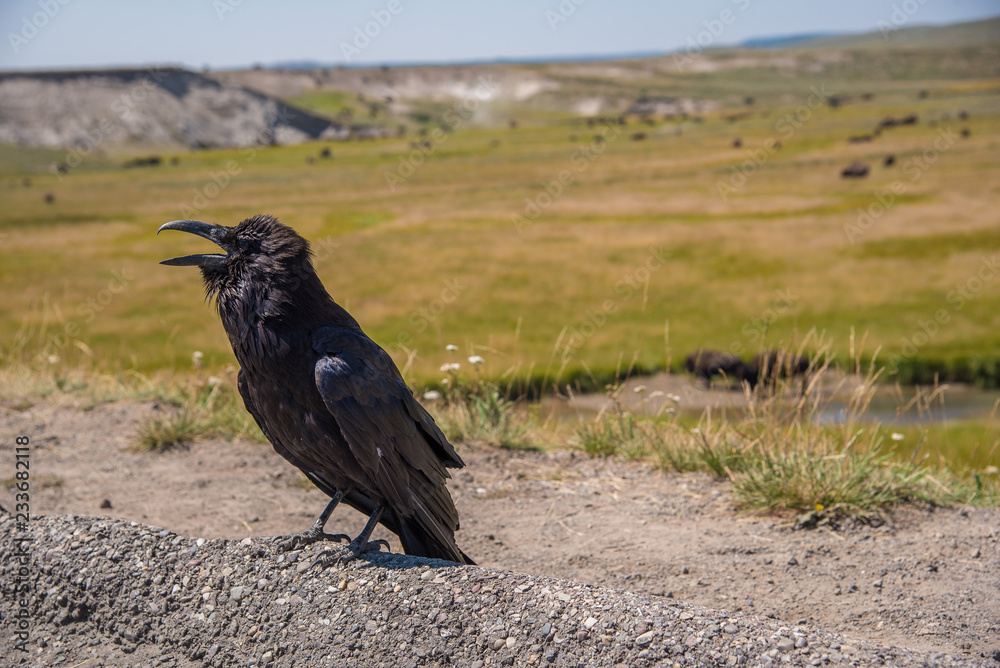 Obraz premium A crow begs for attention at the edge of a parking area in Yellowstone National Park as bison graze in the distance