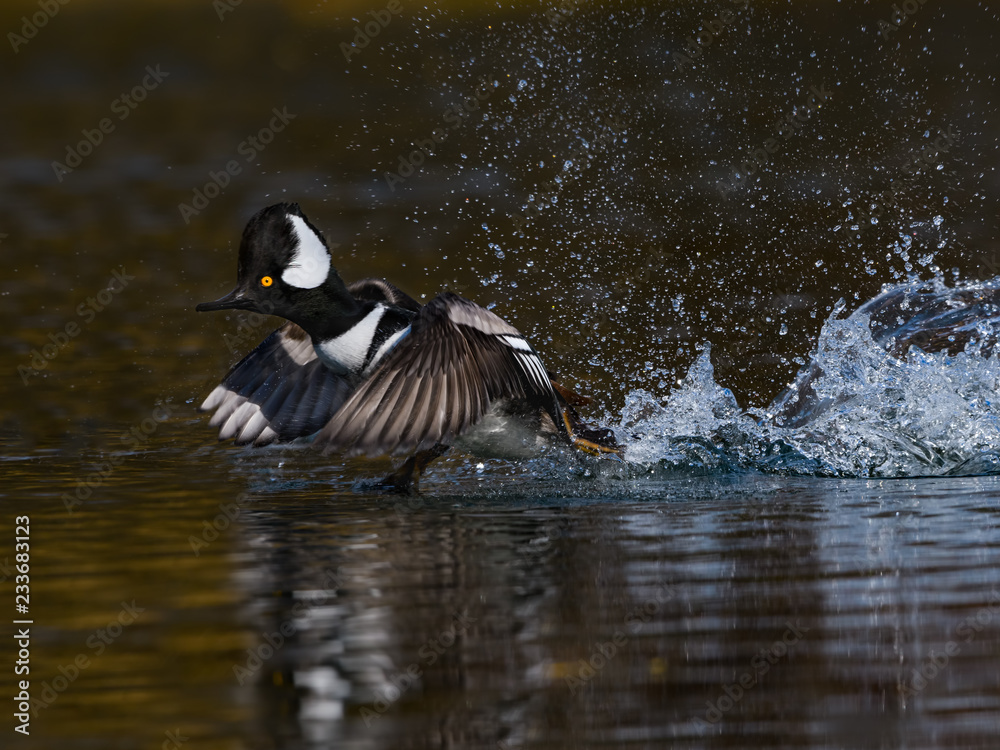 Fototapeta premium Male Hooded Merganser Taking Off