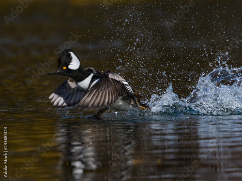 Male  Hooded Merganser Taking Off