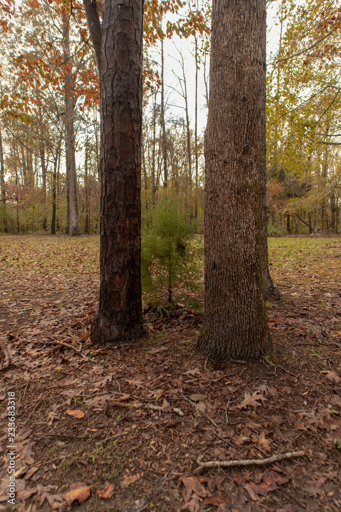 Fototapeta premium forest