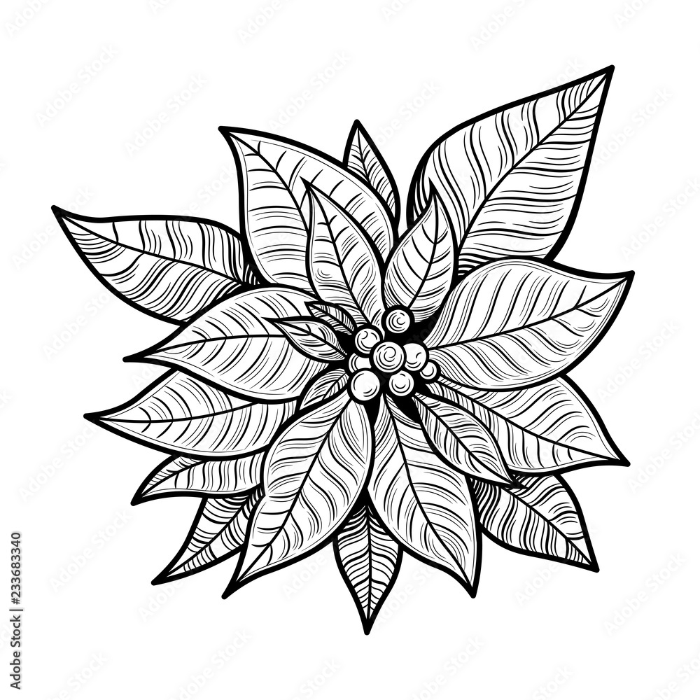 Φωτογραφία The poinsettia red flowers, The Flower of the Christmas, close up