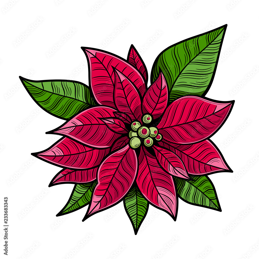 Φωτογραφία The poinsettia red flowers, The Flower of the Christmas, close up