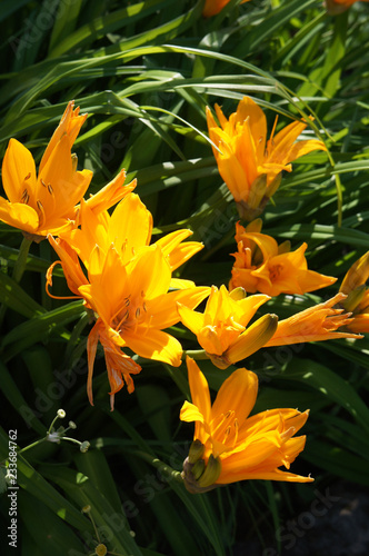 Fototapeta Naklejka Na Ścianę i Meble -  Hemerocallis lilioasphodelus daylily flowers with green 