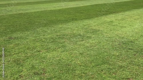 Soccer field grass, Football field grass