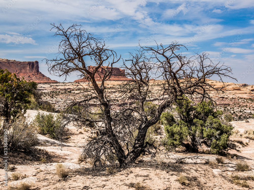 Dead tree in the desert Dead tree in the desert