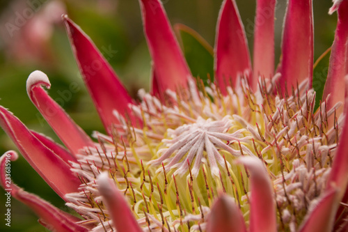 Maui Botanical Garden Protea