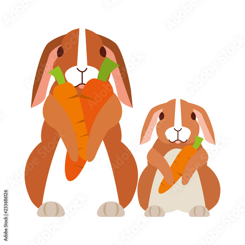 cute rabbit on white background