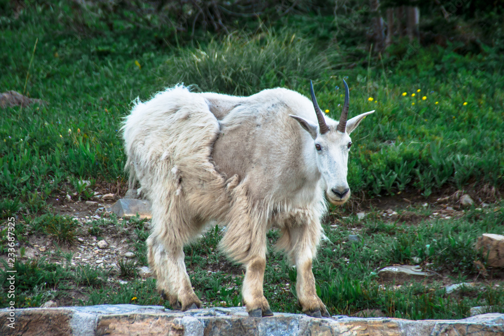 Fototapeta premium Mountain Goat Watching Onlookers at Glacier National Park in Northern Montana