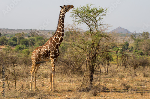 Reticulated Giraffe Standing Beside a Small Tree