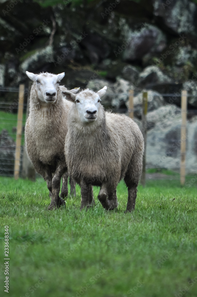 Fototapeta premium Sheep duo in a field