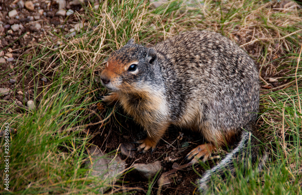 Chubby Marmot in Plain View in Glacier National Park in Montana Chubby Marmot in Plain View in Glacier National Park in Montana