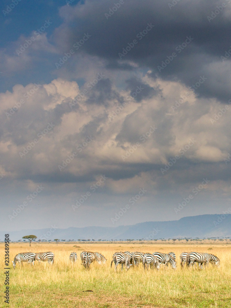 Storm clouds on Maaasai Mara with zebra in the foreground