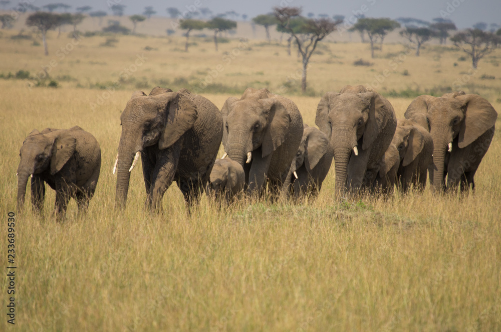 Elephant Family at dusk walking through long grass in a line Elephant Family at dusk walking through long grass in a line